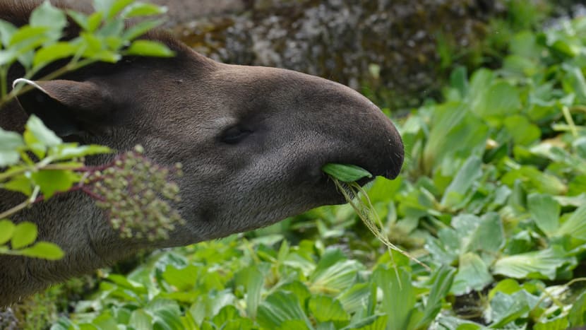 Flachlandtapir Oroja im Pantanal des Zoo Zürich.