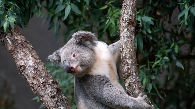 Koala-Männchen Tarni