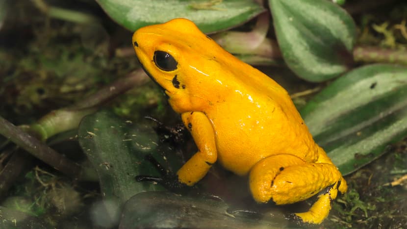 Ausgewachsener Goldener Pfeilgiftrosch (Phyllobates terribilis).