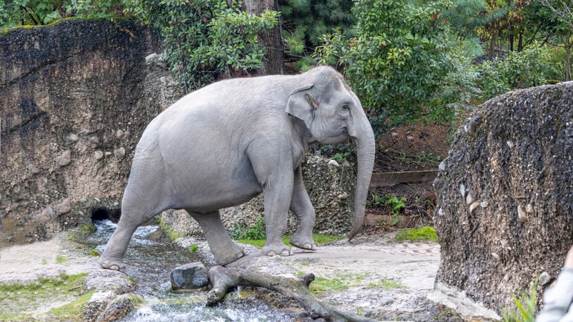 Foto: Zoo Zürich, Enzo Franchini Farha im Kaeng Krachan Elefantenpark.
