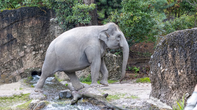 Farha im Kaeng Krachan Elefantenpark.