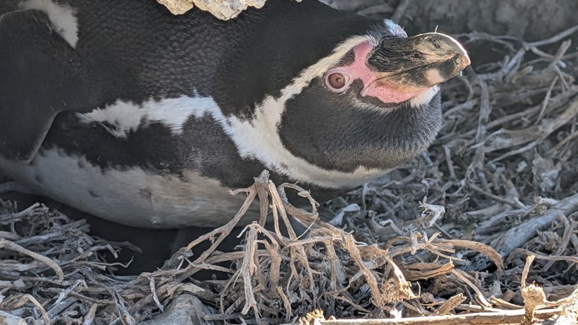 Humboldtpinguin in seinem Brutnest