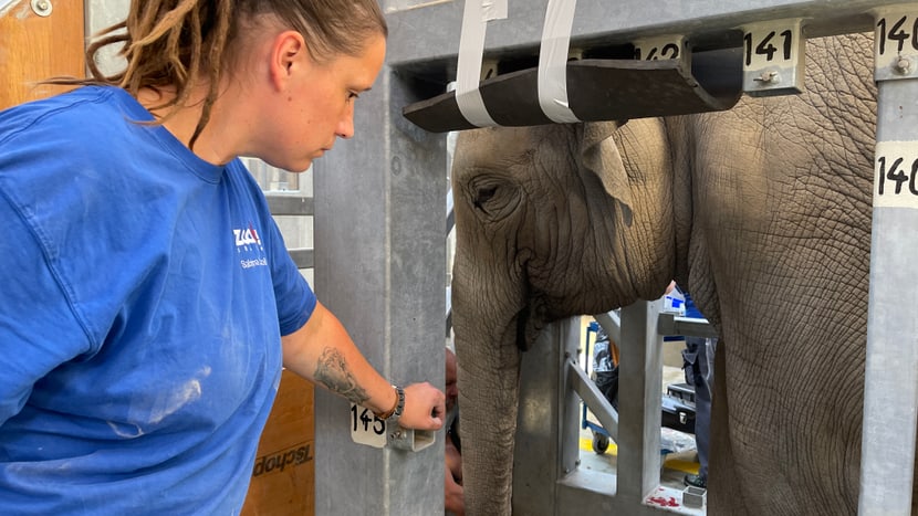 Tierpflegerin Sabrina Markzoll bei der Behandlung von Omysha.