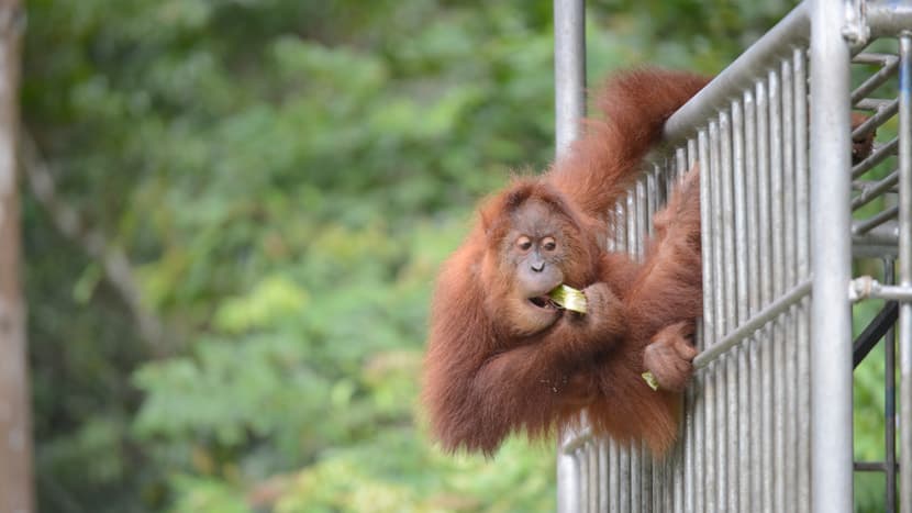 Foto: Zoo Zürich, Claudia Rudolf von Rohr Sumatra-Orang-Utan in der SOCP-Auswilderungsstation in Jantho.