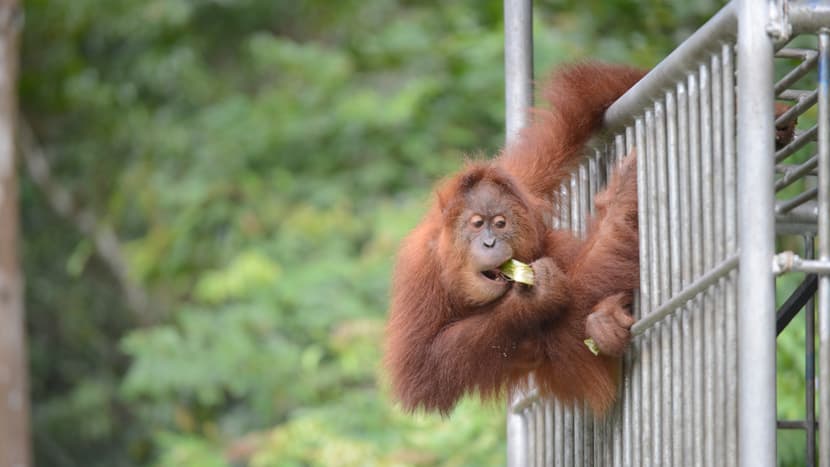 Sumatra-Orang-Utan in der SOCP-Auswilderungsstation in Jantho.