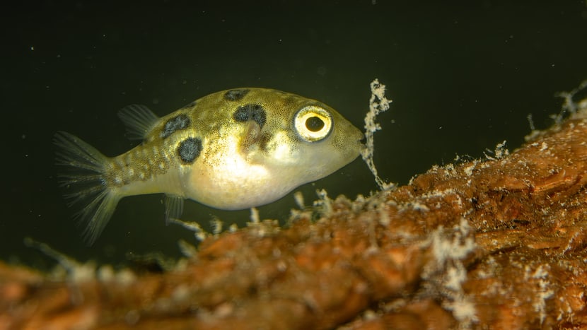 Indischer Zwergkugelfisch im Zoo Zürich