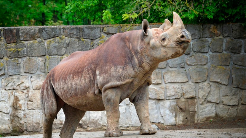 Spitzmaulnashorn Olmoti im Safari Park Dvůr Králové, ca. 2019.