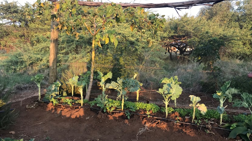 Schülergarten im Lewa-Bildungszentrum im LWC in Kenia.