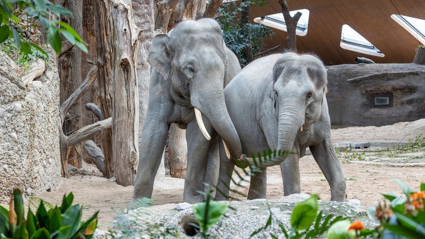 Asiatische Elefanten Thai und Farha im Kaeng Krachan Elefantenpark des Zoo Zürich.