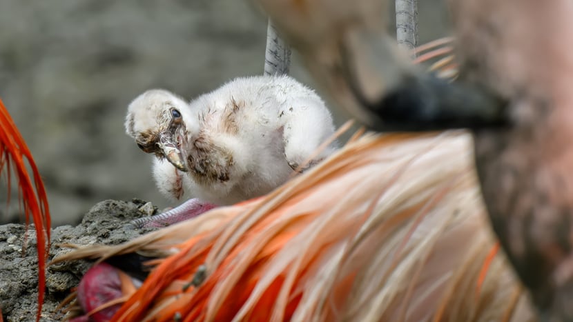 Foto: Zoo Zürich, Fabio Süess Flamingo-Küken im Zoo Zürich.