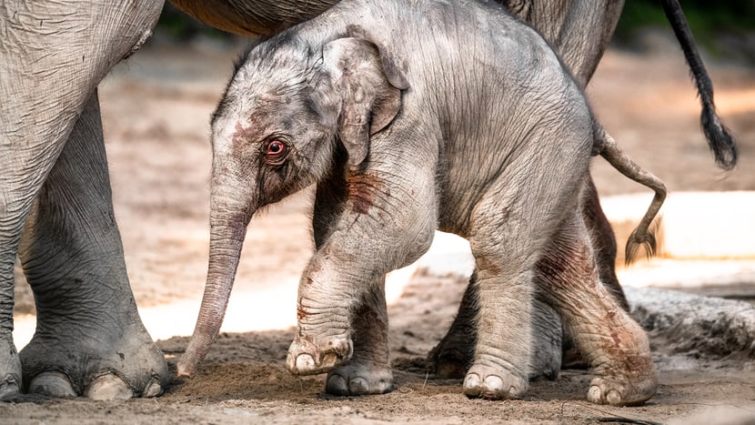 Asiatischer Elefant Umesh im Kaeng Krachan Elefantenpark im Zoo Zürich.