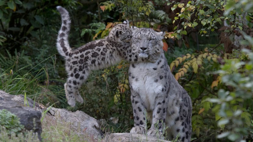 Foto: Zoo Zürich, Peter Bolliger Schneeleopard Villy mit Jungtier im Zoo Zürich.