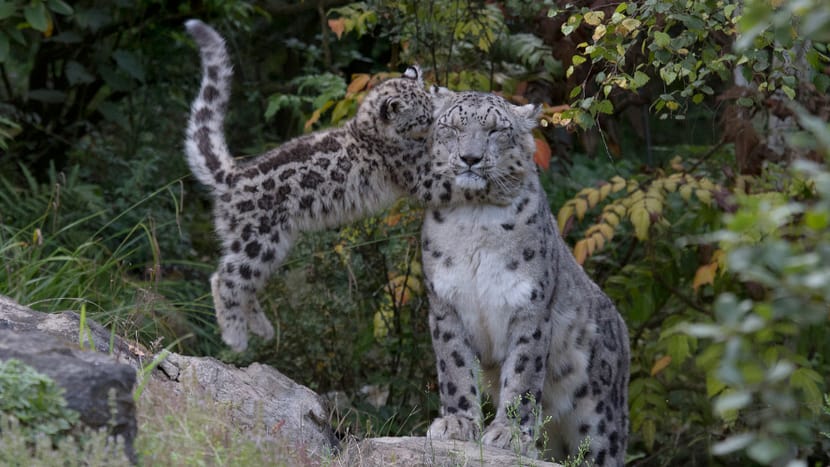 Schneeleopard Villy mit Jungtier im Zoo Zürich.