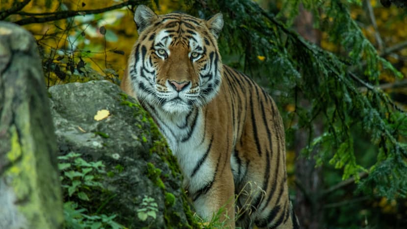 Foto: Zoo Zürich, Nicky Kaufmann Amurtiger Sayan im Zoo Zürich.