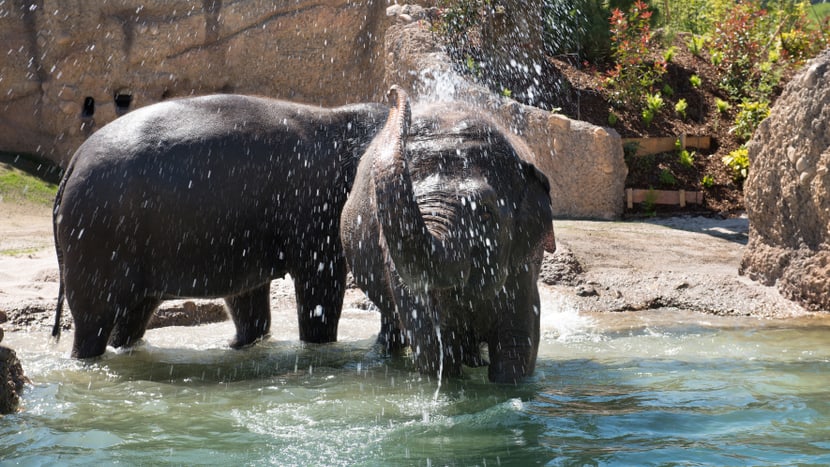 Asiatische Elefanten in der Aussenanlage des Kaeng Krachan Elefantenparks im Zoo Zürich.