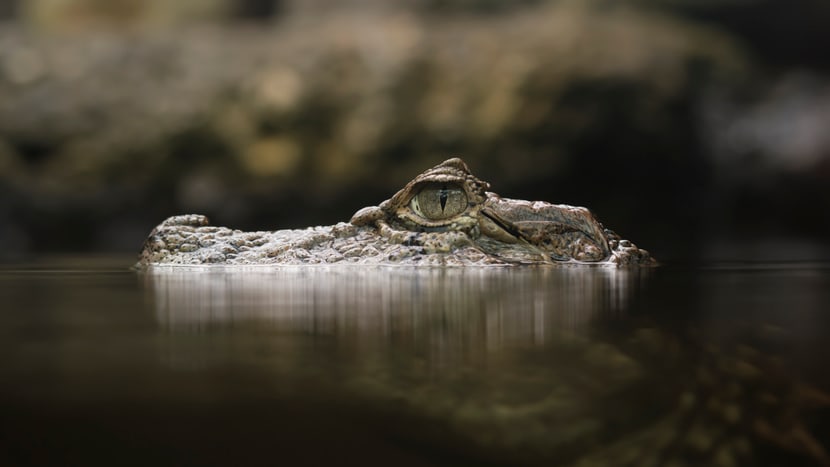 Foto: Zoo Zürich, Manuel Bachmann Breitschnauzenkaiman im Exotarium des Zoo Zürich.