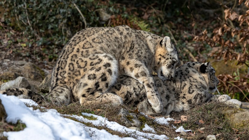 Schneeleoparden Saida und Shahrukh bei der Paarung im Zoo Zürich. 