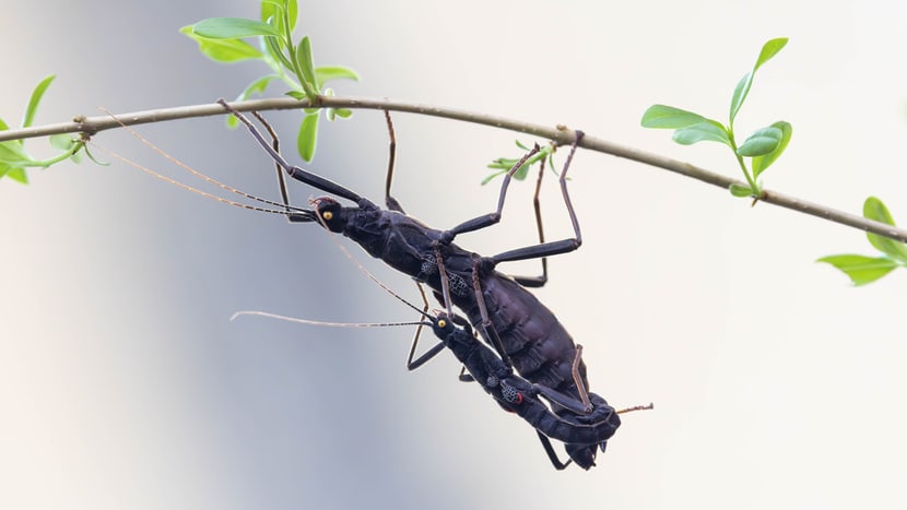 Samtschrecke im Insektenwald des Zoo Zürich.