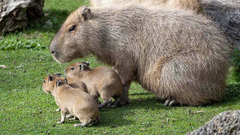 Capybara mit Jungtieren.