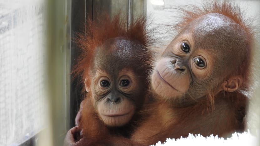 Junge Sumatra-Orang-Utans im PanEco-Schutzprogramm.