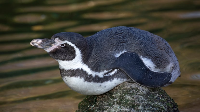 Humboldtpinguin im Zoo Zürich.