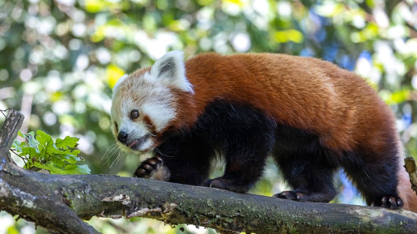 Kleiner Panda Siddhi zum ersten Mal in der Anlage.