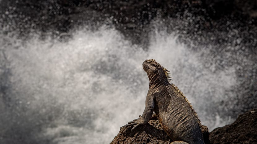 Iguana nahe Cabo Douglas auf Fernandina by Amy MacLeod