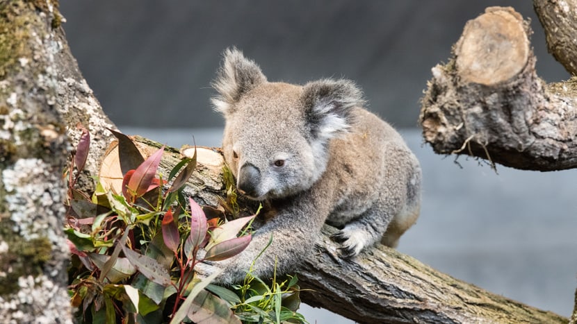 Koala Milo im Australienhaus im Zoo Zürich.