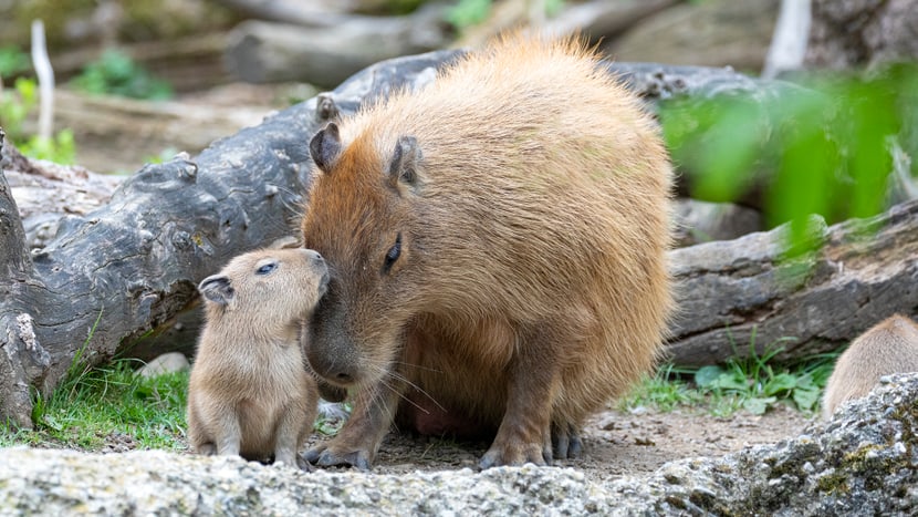 Capybaras im Pantanal des Zoo Zürich.