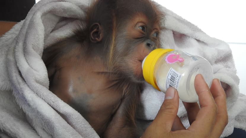 Foto: Stiftung PanEco Junger Sumatra-Orang-Utan im PanEco-Schutzprogramm.