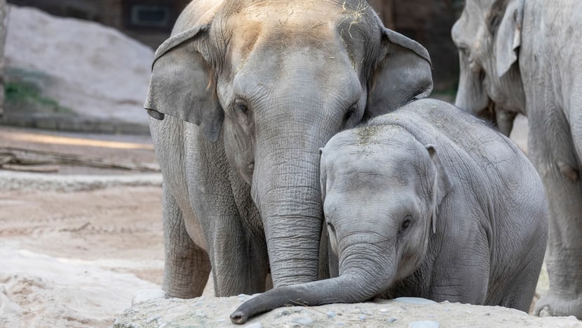 Foto: Zoo Zürich, Enzo Franchini Asiatische Elefanten Farha und Ruwani im Kaeng Krachan Elefantenpark.
