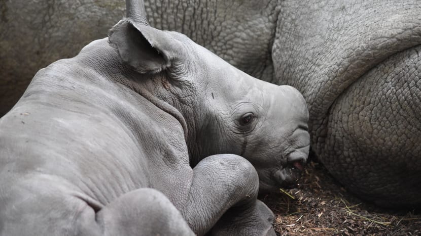 Breitmaulnashorn Ushindi im Zoo Zürich.