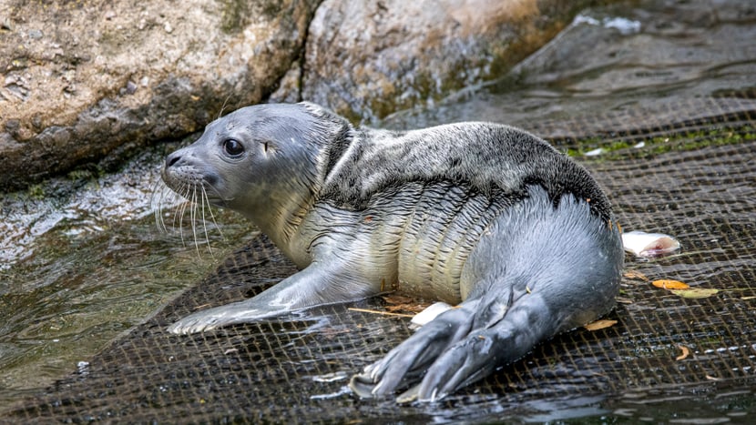 Foto: Zoo Zürich, Enzo Franchini Seehund-Jungtier vom 28. Juni 2023 im Zoo Zürich