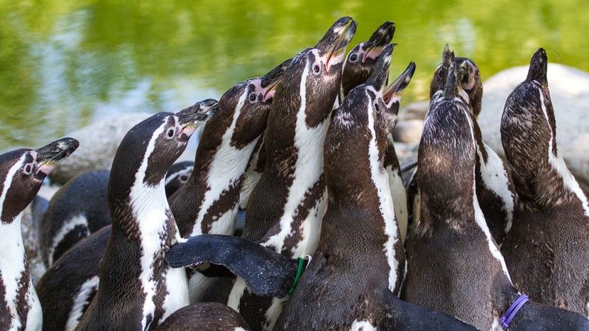 Humboldtpinguine im Zoo Zürich.