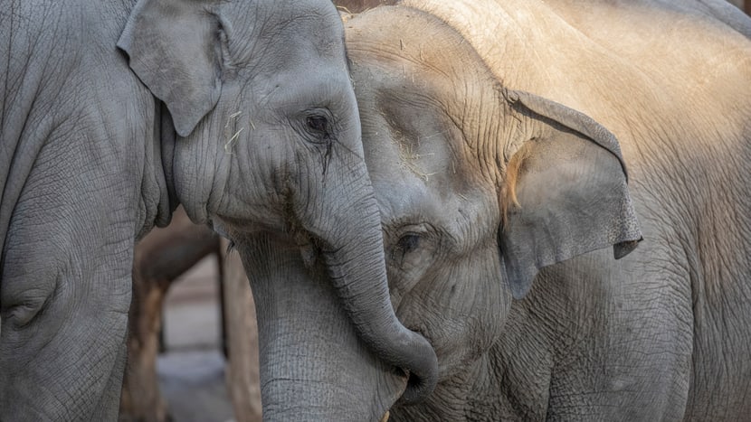 Foto: Zoo Zürich, Enzo Franchini Asiatische Elefanten Ruwain und Farha im Kaeng Krachan Elefantenpark.