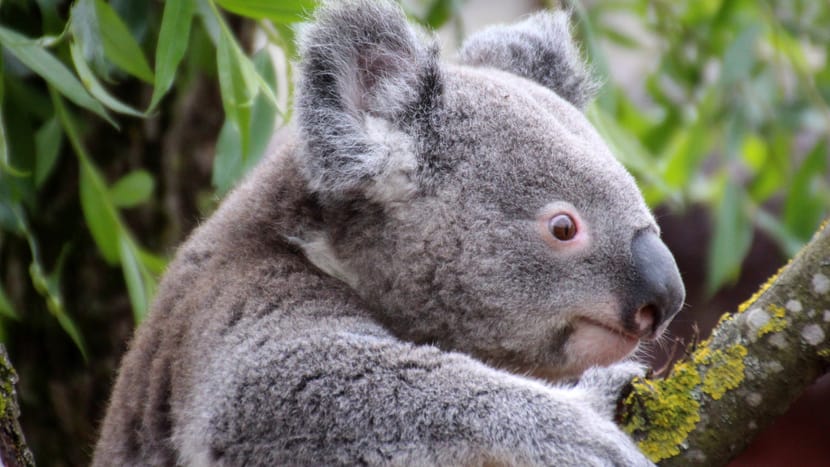 Koala Milo im Zoo Zürich.