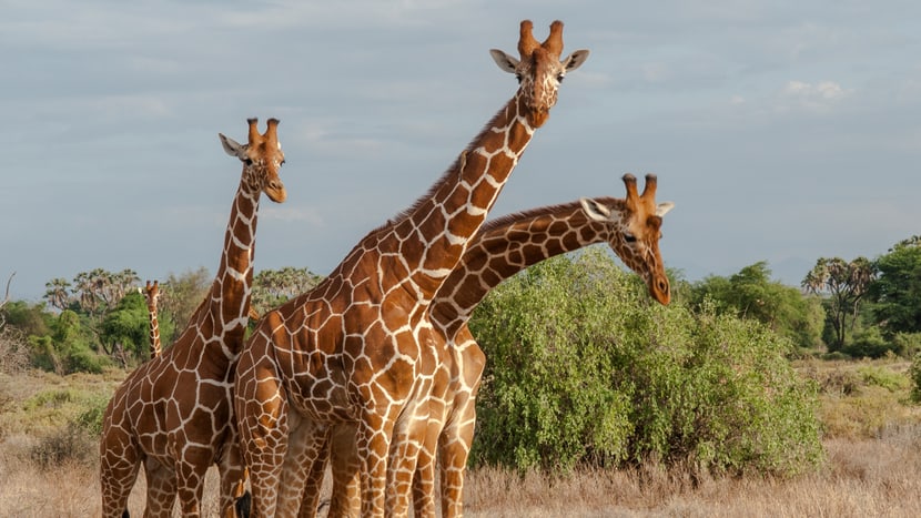 Netzgiraffen in Kenia