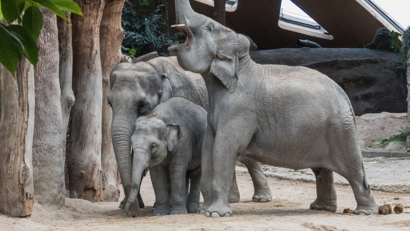 Asiatische Elefanten Ceyla-Himali, Ruwani und Farha im Kaeng Krachan Elefantenpark.