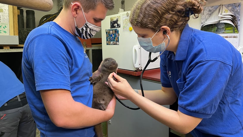 Foto: Zoo Zürich, Nicole Schnyder Untersuchung Fischotter