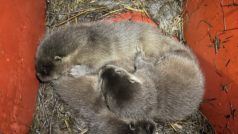 Foto: Zoo Zürich, Nicole Schnyder Fischotter Jungtiere 2021