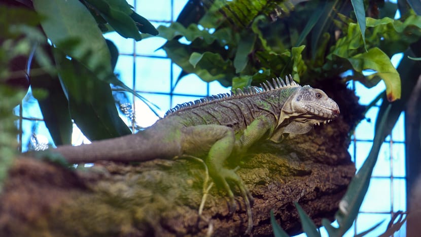 Foto: Zoo Zürich, Pascal Marty Kleiner Antillen-Leguan im Exotarium des Zoo Zürich.