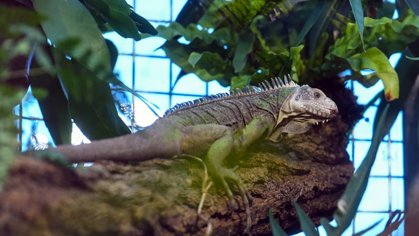 Kleiner Antillen-Leguan im Exotarium des Zoo Zürich.