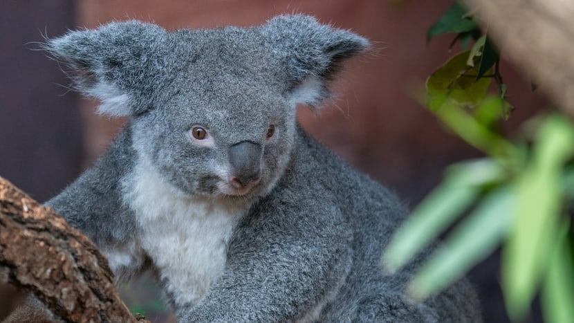 Koalaweibchen Pippa im Zoo Zürich.