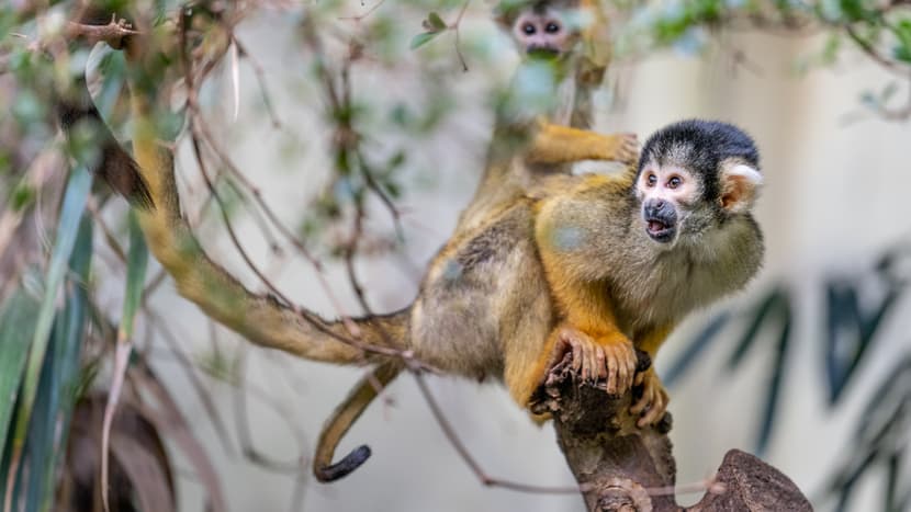 Foto: Zoo Zürich, Marco Schaffner Totenkopfäffchen im Zoo Zürich.