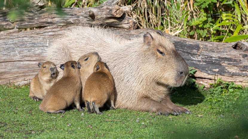 Capybara-Weibchen Sissi mit vier Jungtieren.
