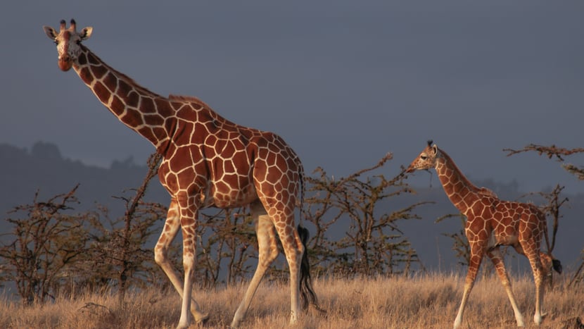 Foto: Zoo Zürich, Martin Bucher Giraffen im Lewa Wildlife Conservancy in Kenia.