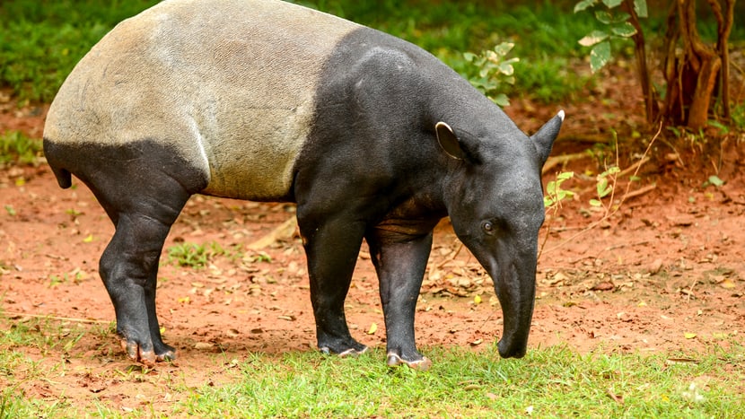 Eine der neuen Tierarten im Sumatra Regenwald: der Schabrackentapir.