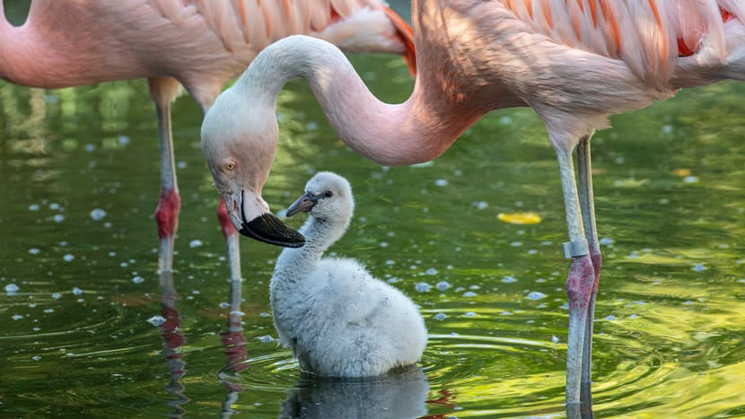 Junger Flamingo im Pantanal des Zoo Zürich.