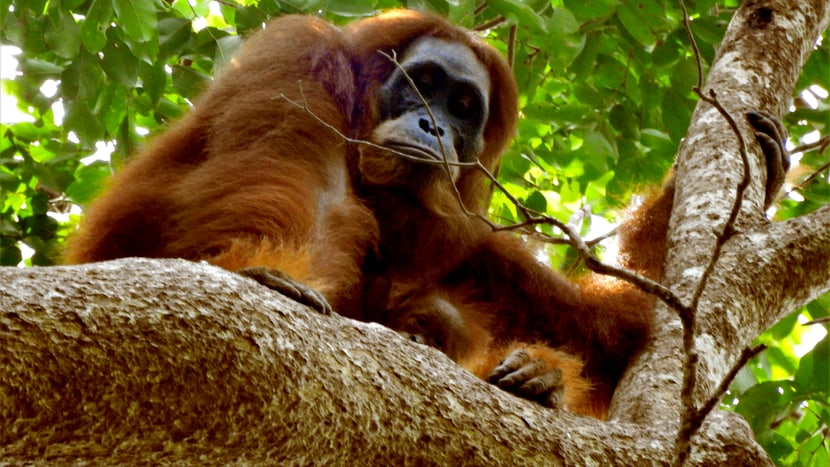 Sumatra-Orang-Utan Edelweiss mit Sohn Eja in Jantho, Sumatra.