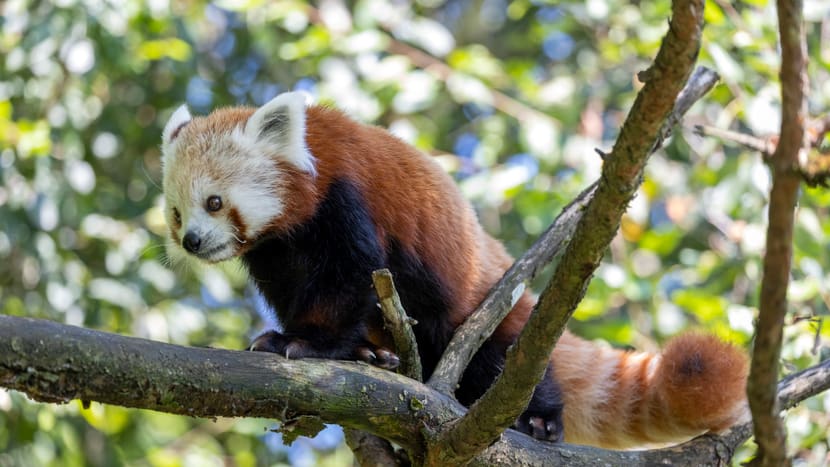 Kleiner Panda Siddhi zum ersten Mal in der Anlage.